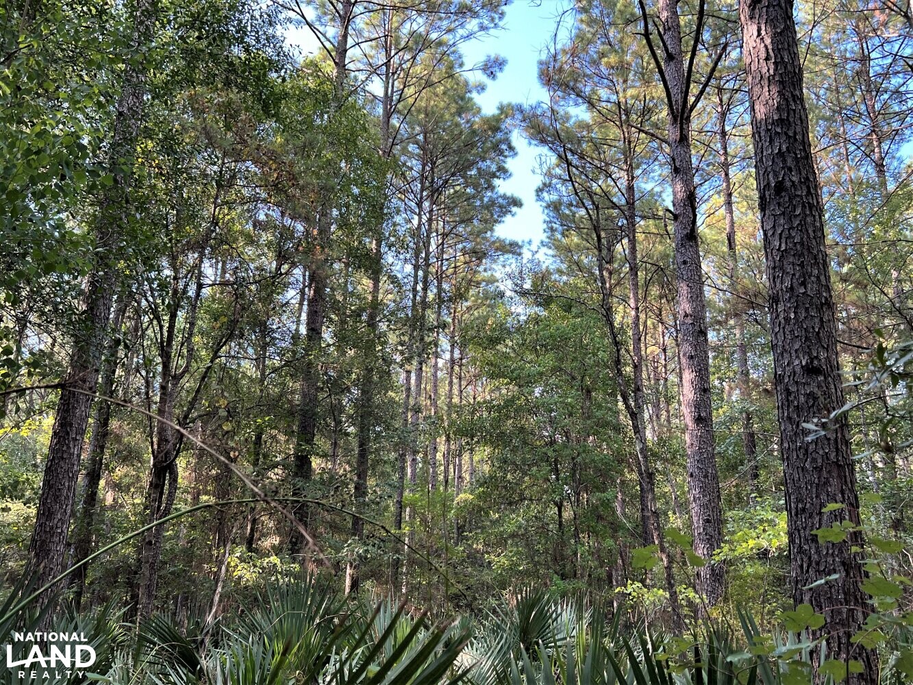 Batiste Creek Hunting and Timber Tracts in Liberty County, Texas (72