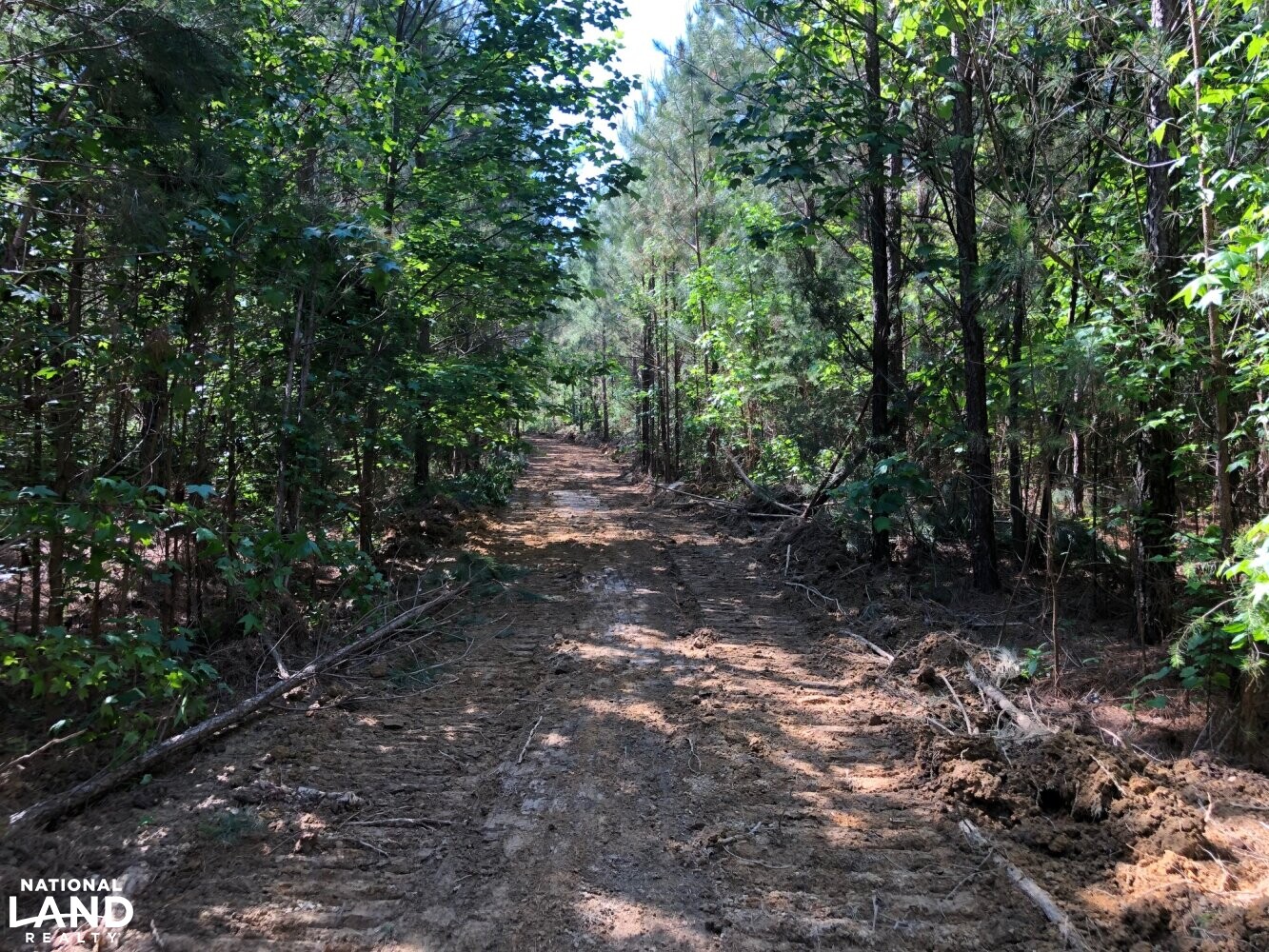 Ridge Road Hunting and Timber Investment in Lawrence County, Alabama