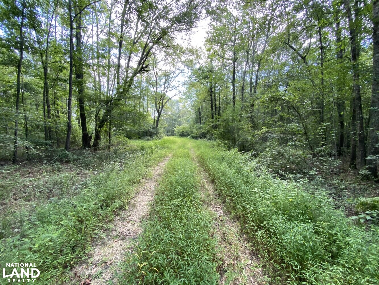 Vernon Yellow Creek Hunting & Timber Tract in Lamar County, Alabama