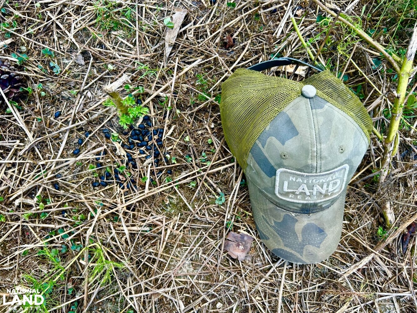 Leakesville Timberland, Homesite, and Hunting Tract in Greene County