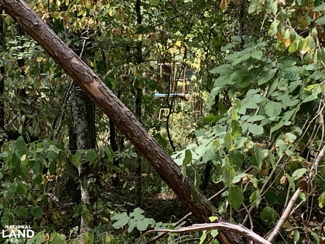 Timber Investment with Good Deer Hunting in La Salle Parish, Louisiana