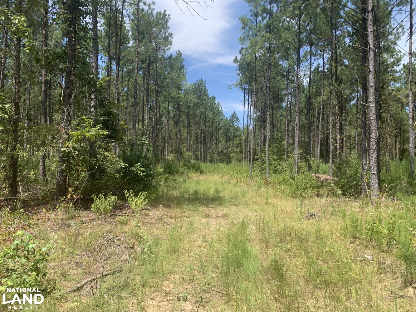 Timber Investment with Good Deer Hunting in La Salle Parish, Louisiana