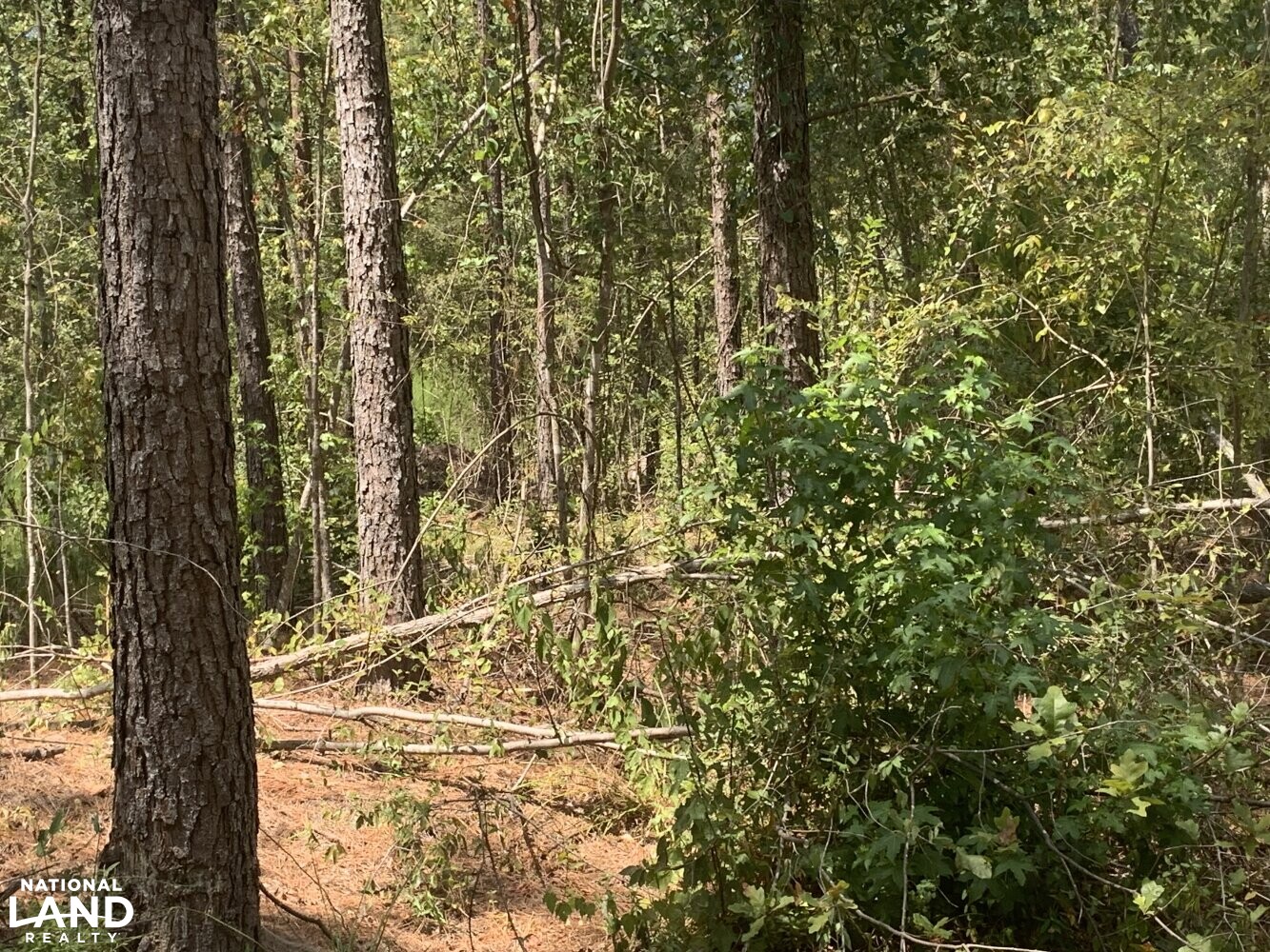Timber Investment with Good Deer Hunting in La Salle Parish, Louisiana