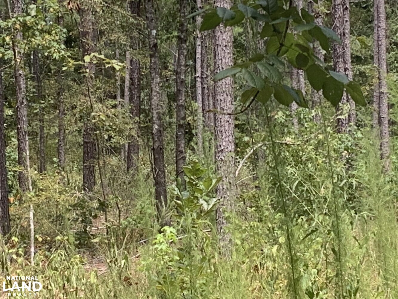 Timber Investment with Good Deer Hunting in La Salle Parish, Louisiana