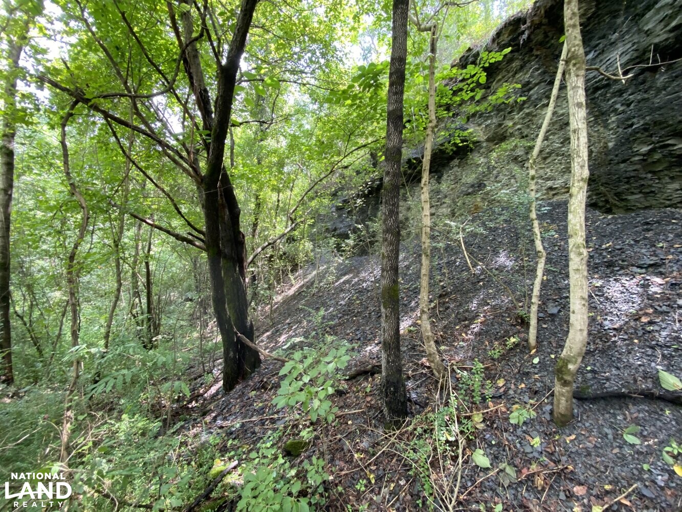 Pendley Creek Rd. Berry Tract in Walker County, Alabama (10 Photos