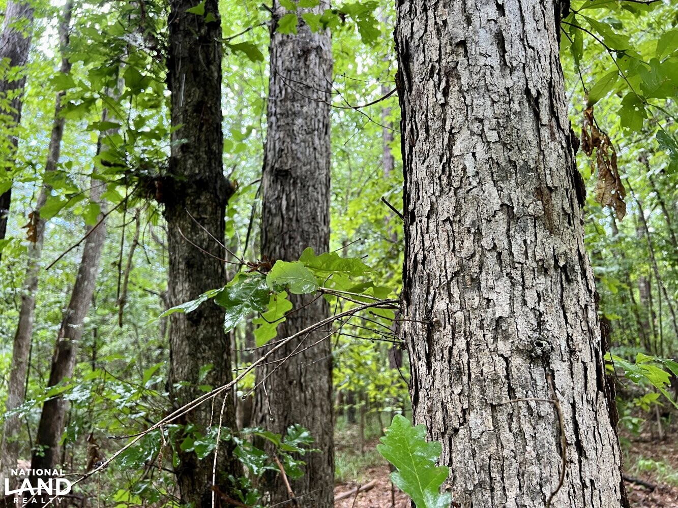 North Perry Scenic Timber & Hunting Investment in Perry County, Alabama ...