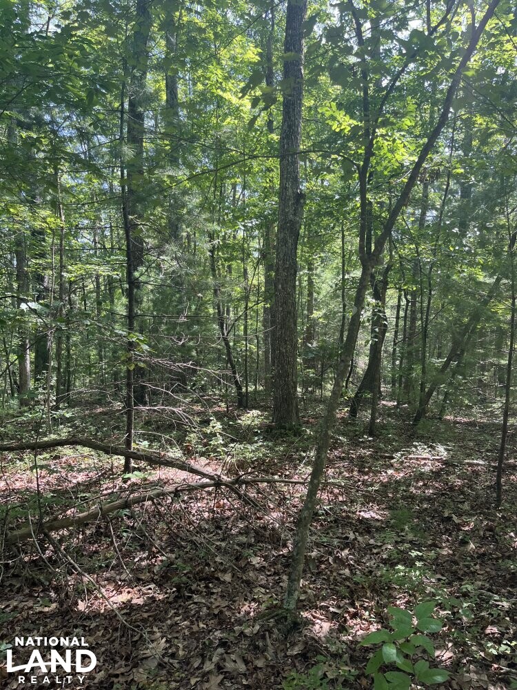 Extremely Large Contiguous Tract in Whitley County, Kentucky (31 Photos ...