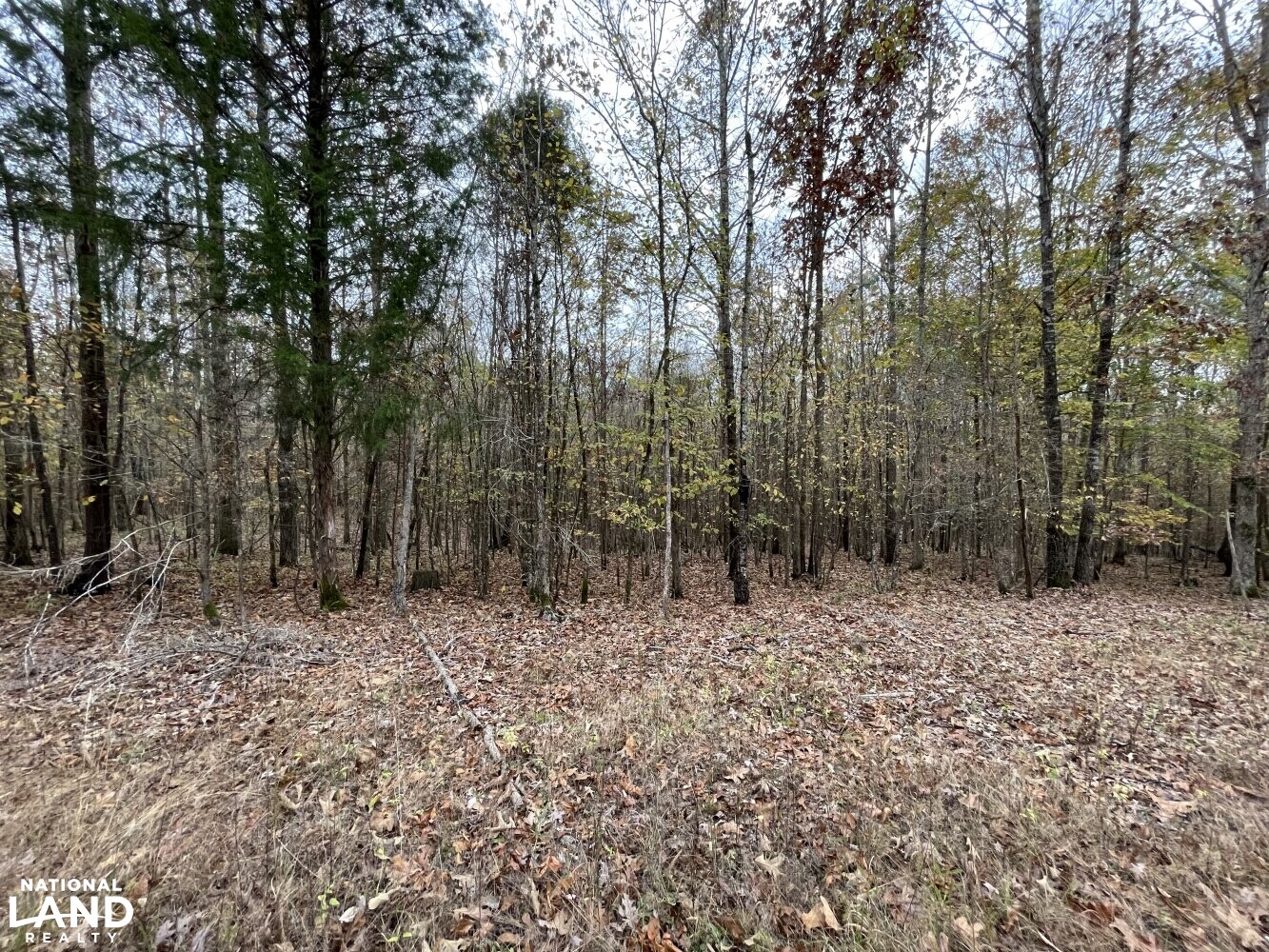 Lafayette Springs Homesite in Lafayette County, Mississippi (12 Photos) National Land Realty