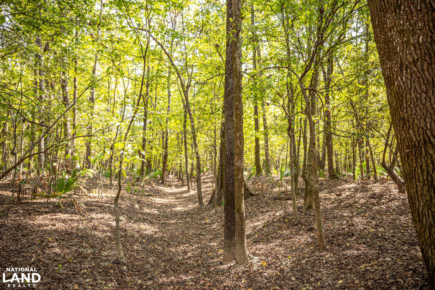 " North Panther Swamp " WRP 118 in Humphreys County, Mississippi (82