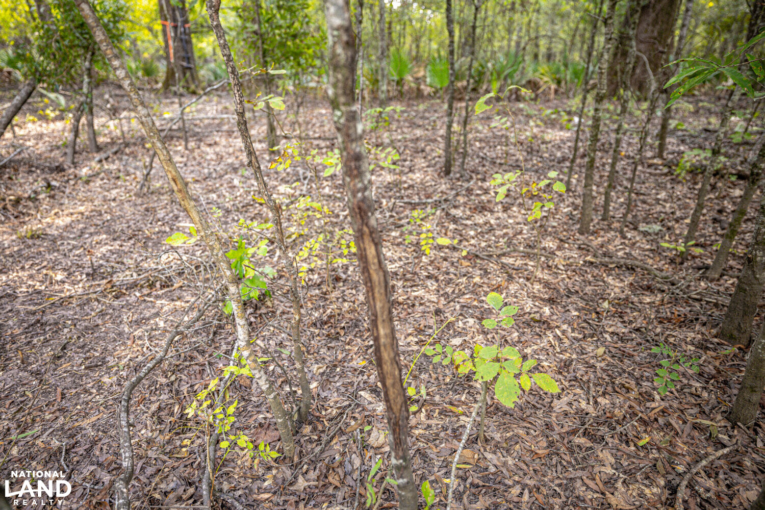 " North Panther Swamp " WRP 118 in Humphreys County, Mississippi (82