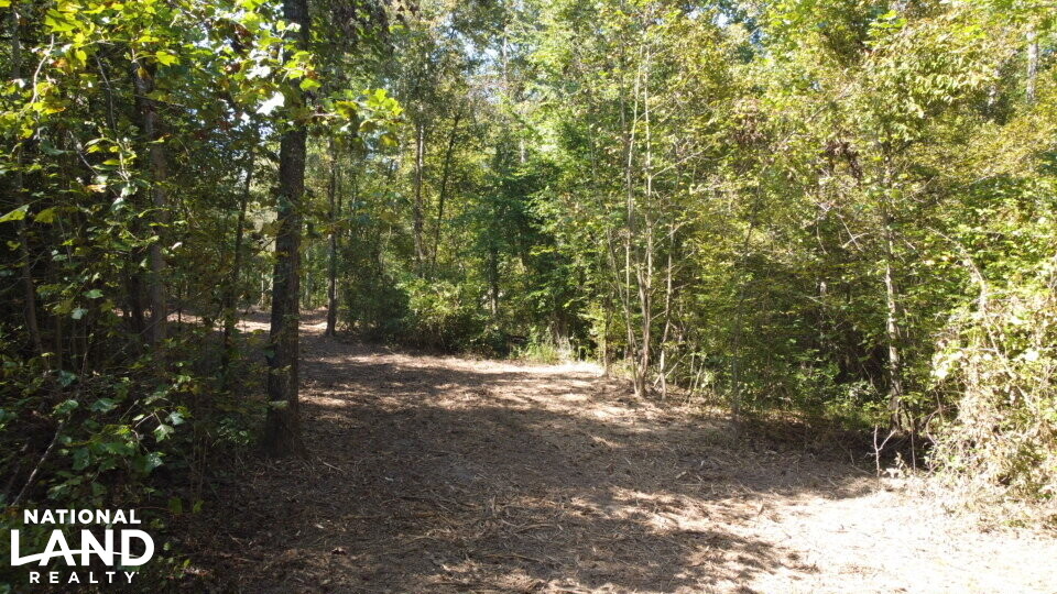 Oak Grove Church Road in Hardeman County, Tennessee (20 Photos