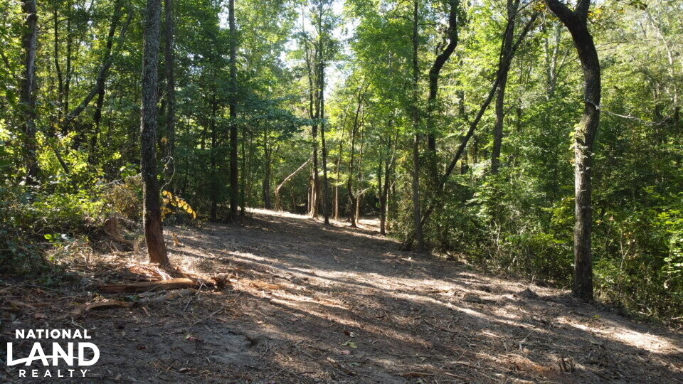 Oak Grove Church Road in Hardeman County, Tennessee (20 Photos