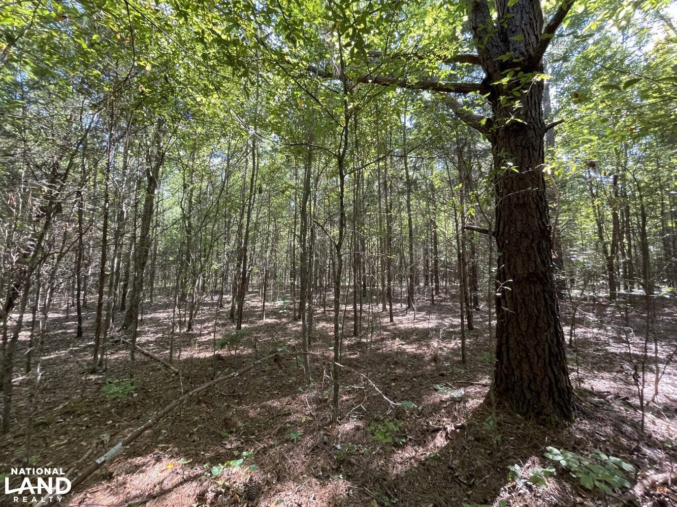 Oak Grove Church Road in Hardeman County, Tennessee (20 Photos