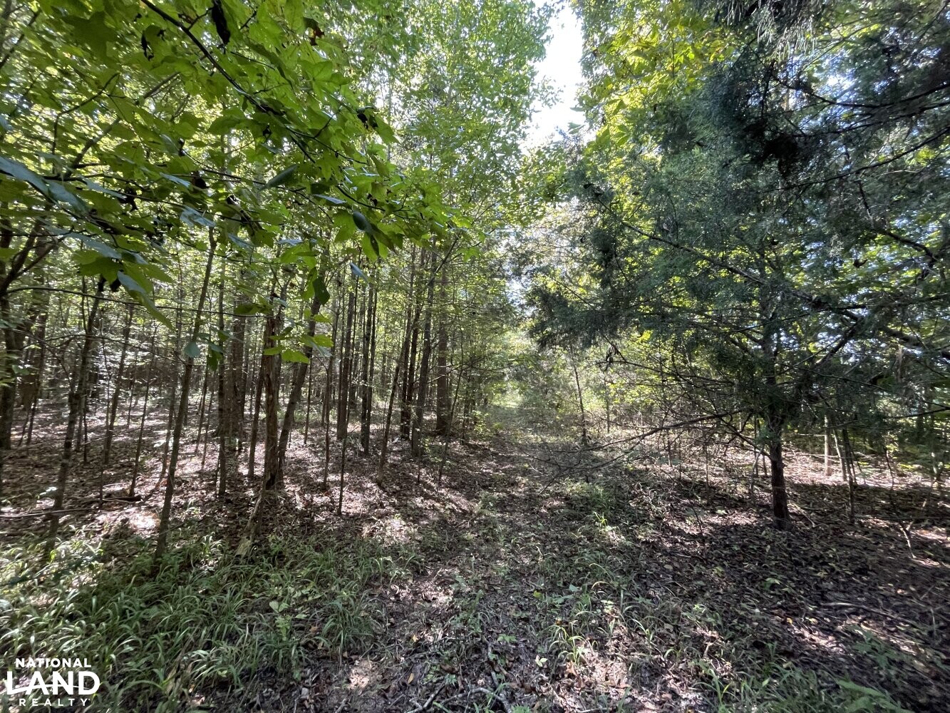 Oak Grove Church Road in Hardeman County, Tennessee (20 Photos