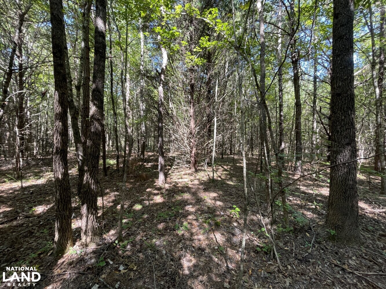 Oak Grove Church Road in Hardeman County, Tennessee (20 Photos