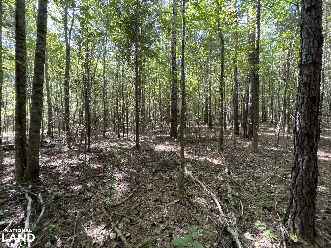 Oak Grove Church Road in Hardeman County, Tennessee (20 Photos