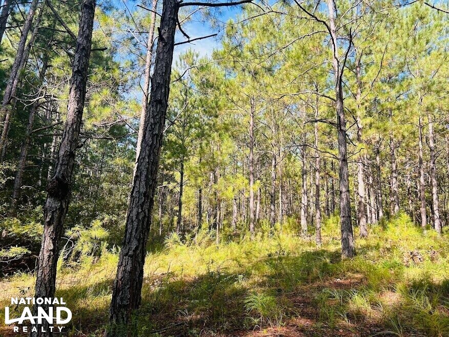 Recreational Hunting Land with Fixer Upper in Laurens County,