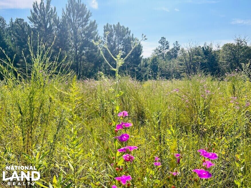 Recreational Hunting Land with Fixer Upper in Laurens County,