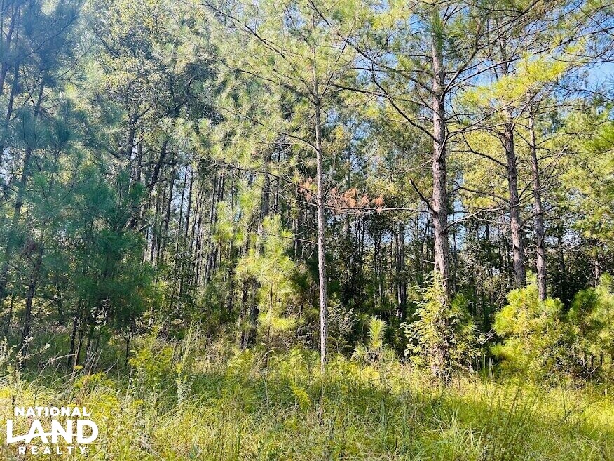 Recreational Hunting Land with Fixer Upper in Laurens County,