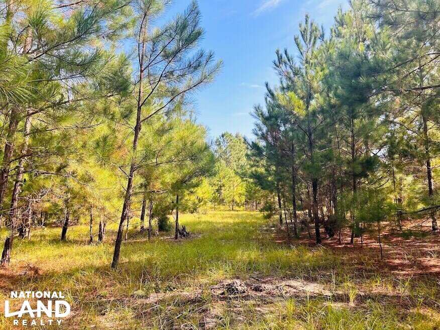 Recreational Hunting Land with Fixer Upper in Laurens County,