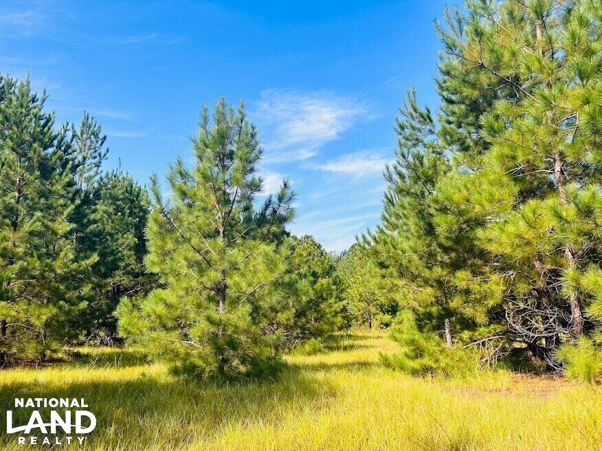 Recreational Hunting Land with Fixer Upper in Laurens County,