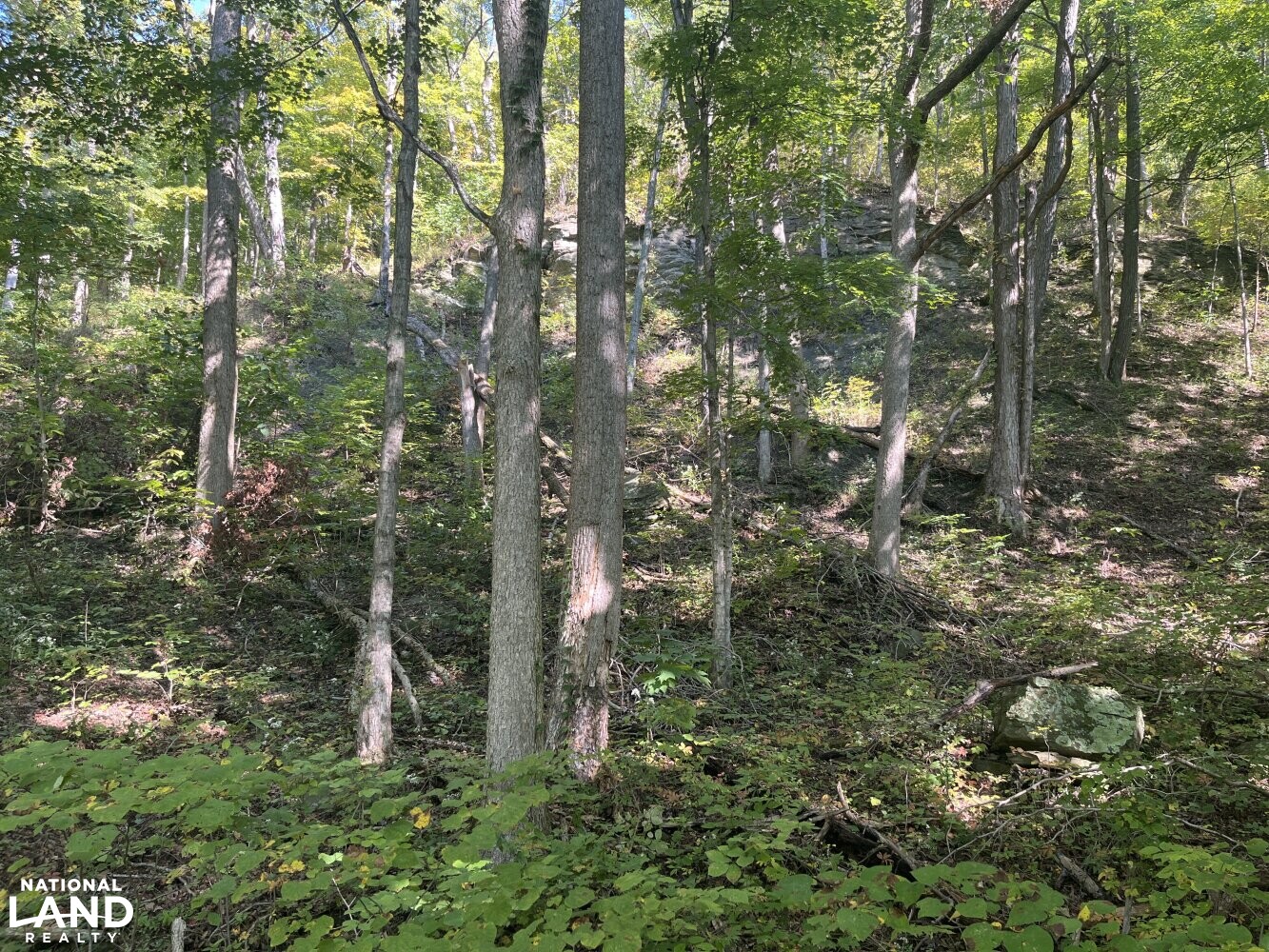 Coal and Timber Investment in Estill County, Kentucky (19 Photos