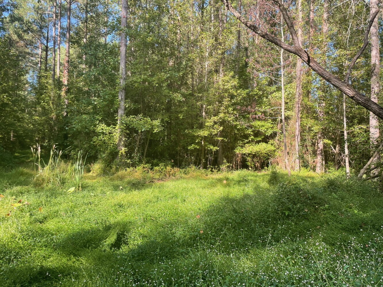 Sandy Run Creek in Calhoun County, South Carolina (19 Photos
