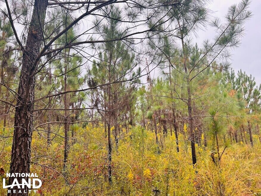 Turnkey Hunting Recreational Land in Meriwether County, (50