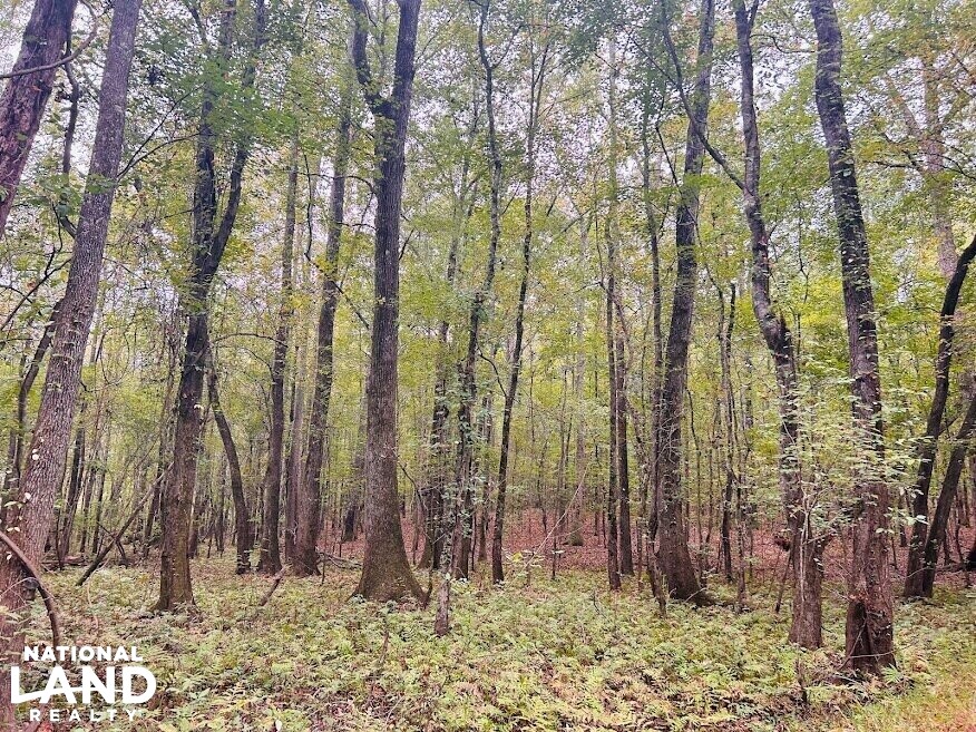 Turnkey Hunting Recreational Land in Meriwether County, (50