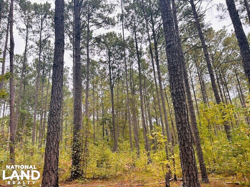 Turnkey Hunting Recreational Land in Meriwether County, (50