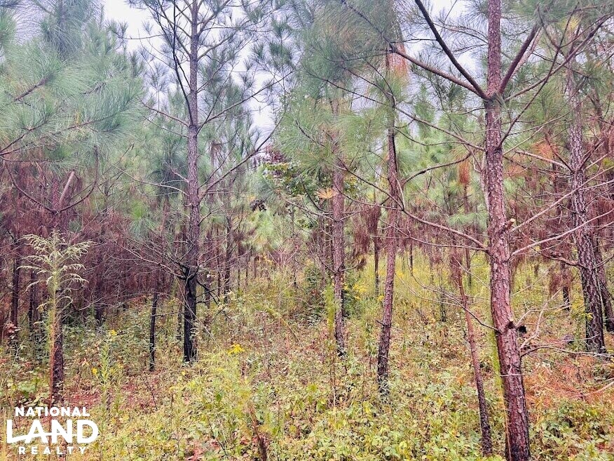 Turnkey Hunting Recreational Land in Meriwether County, (50