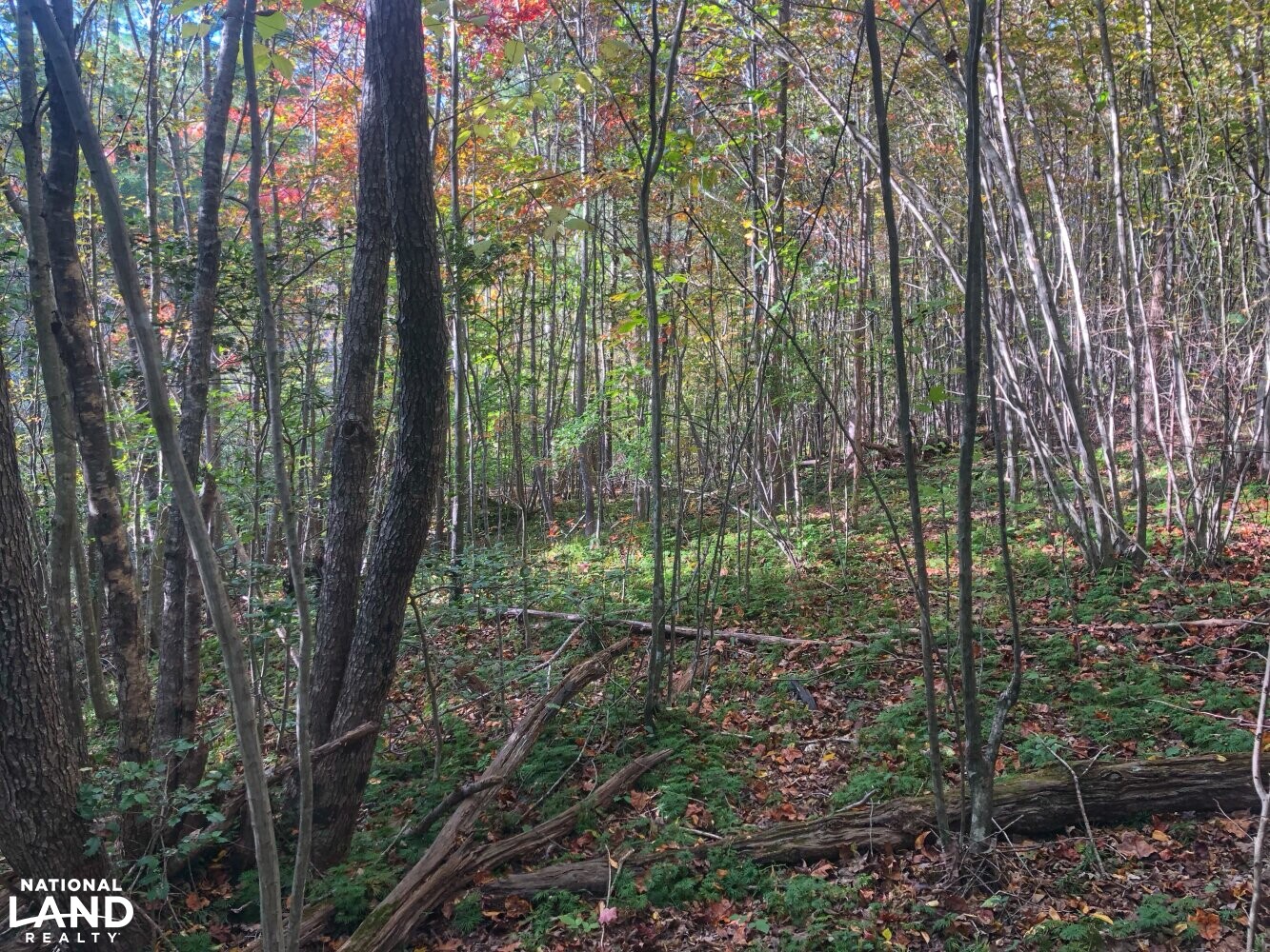 Land with Creek in Burke County, North Carolina (22 Photos
