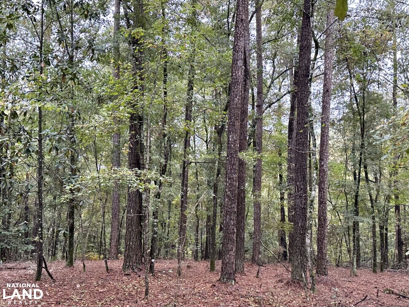 Hurricane Creek Timber Farm in Barbour County, Alabama (35 Photos