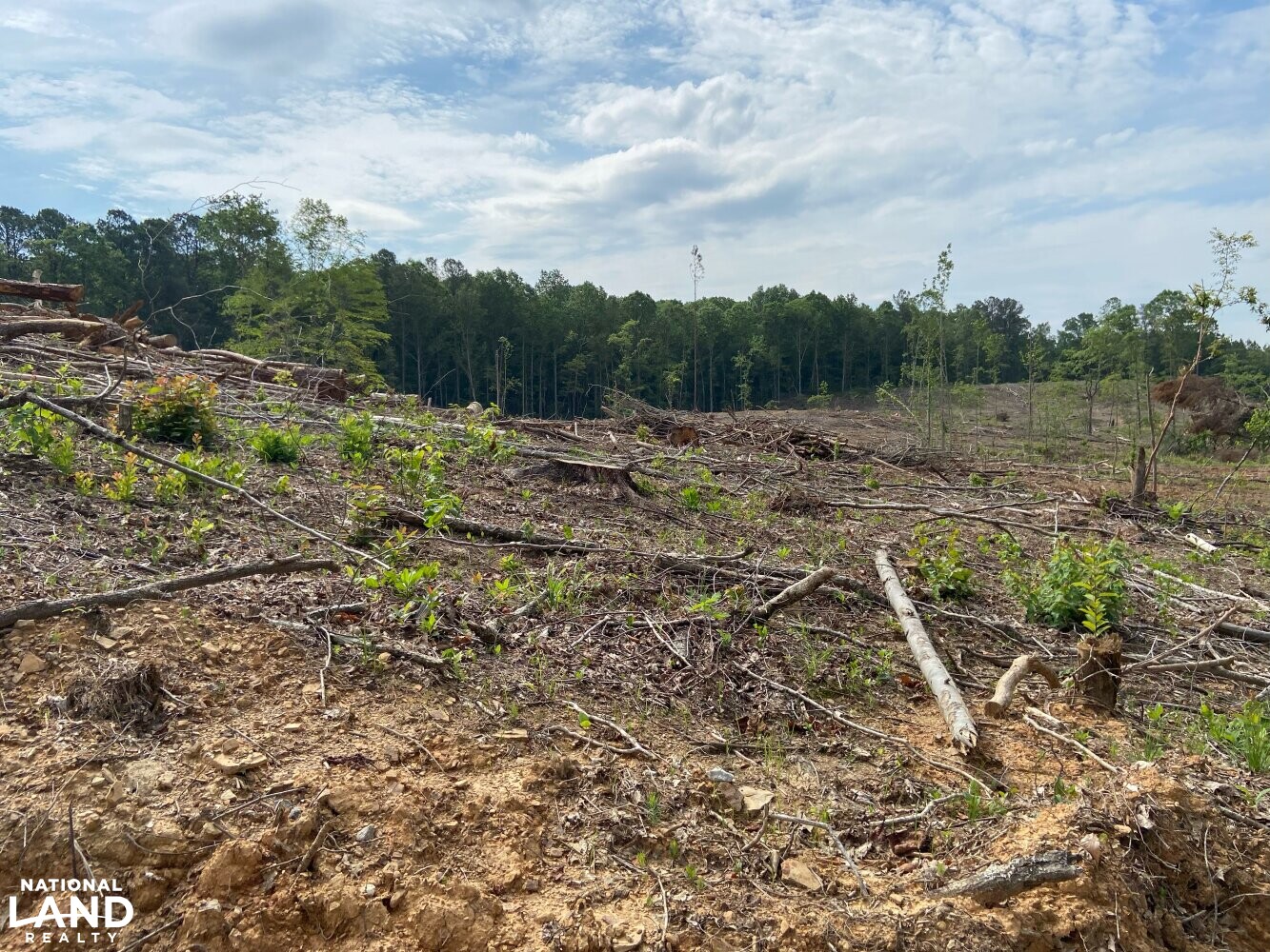 Brilliant Hunting Tract in Marion County, Alabama (23 Photos