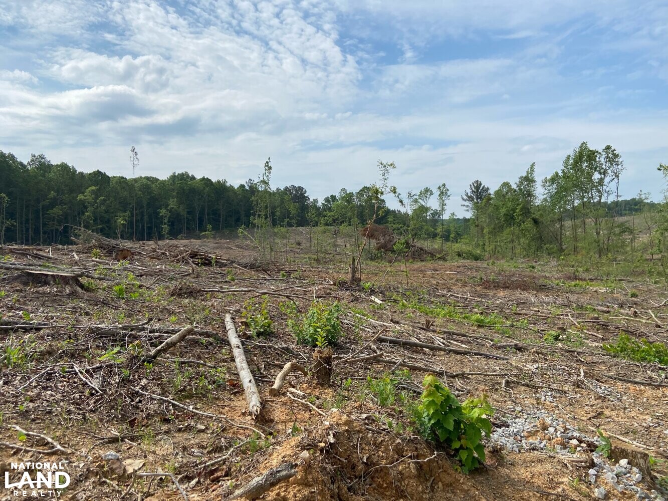 Brilliant Hunting Tract in Marion County, Alabama (23 Photos