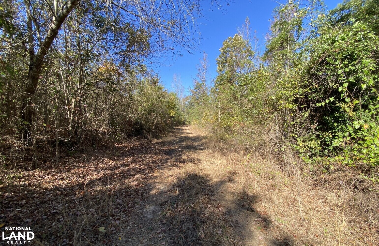 Co. Rd. 614 Maplesville Hunting Tract in Chilton County, Alabama (22 Photos) National Land