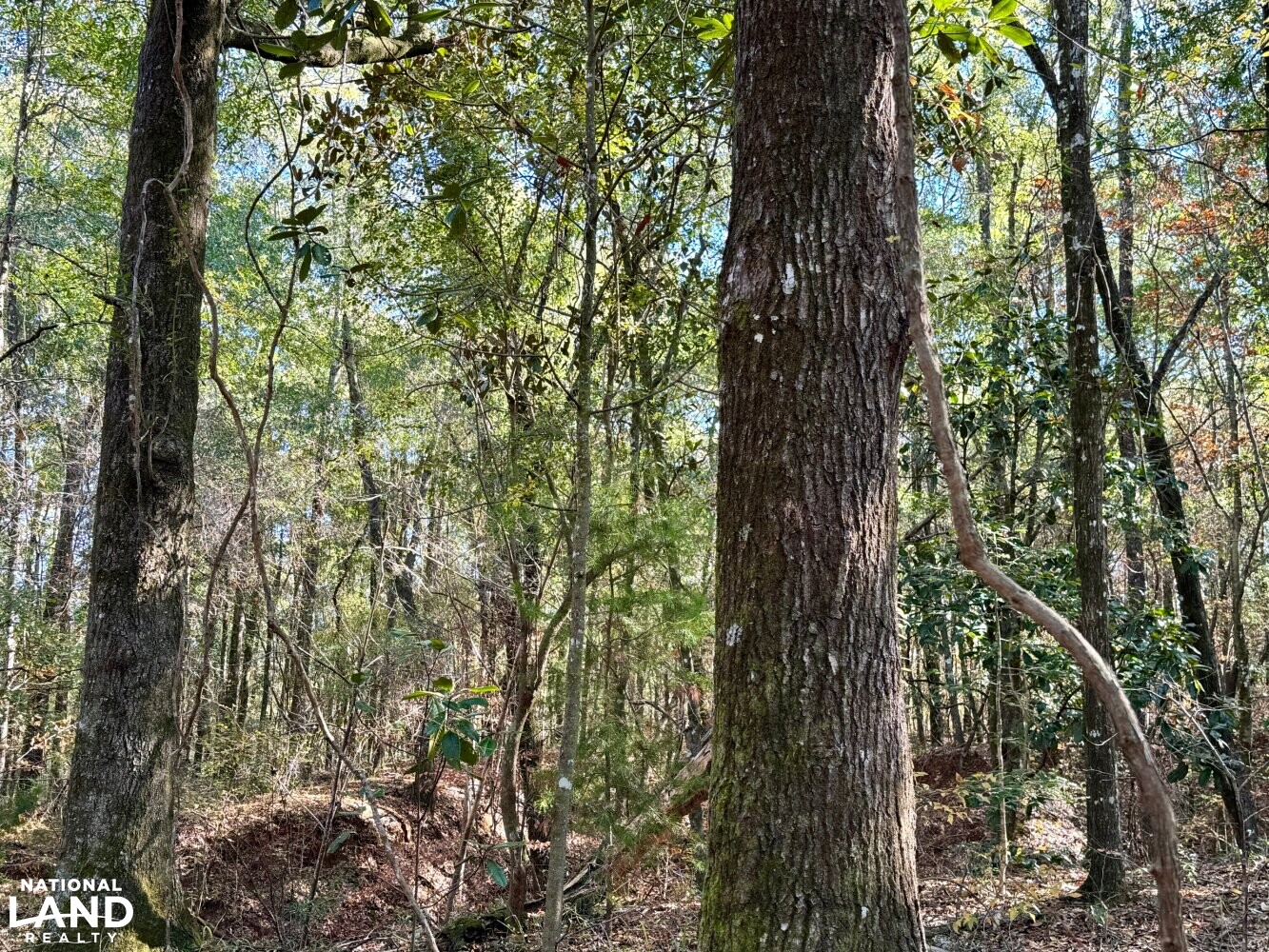 Peterman Hunting & Timber Retreat in Monroe County, Alabama (21 Photos) National Land Realty