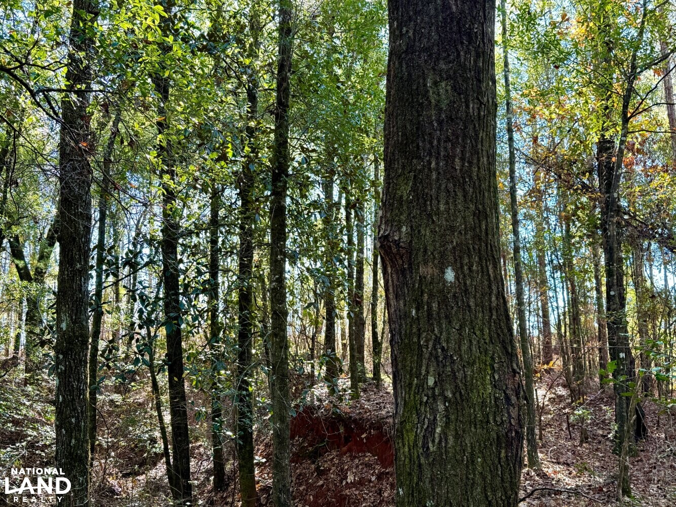 Peterman Hunting & Timber Retreat in Monroe County, Alabama (21 Photos