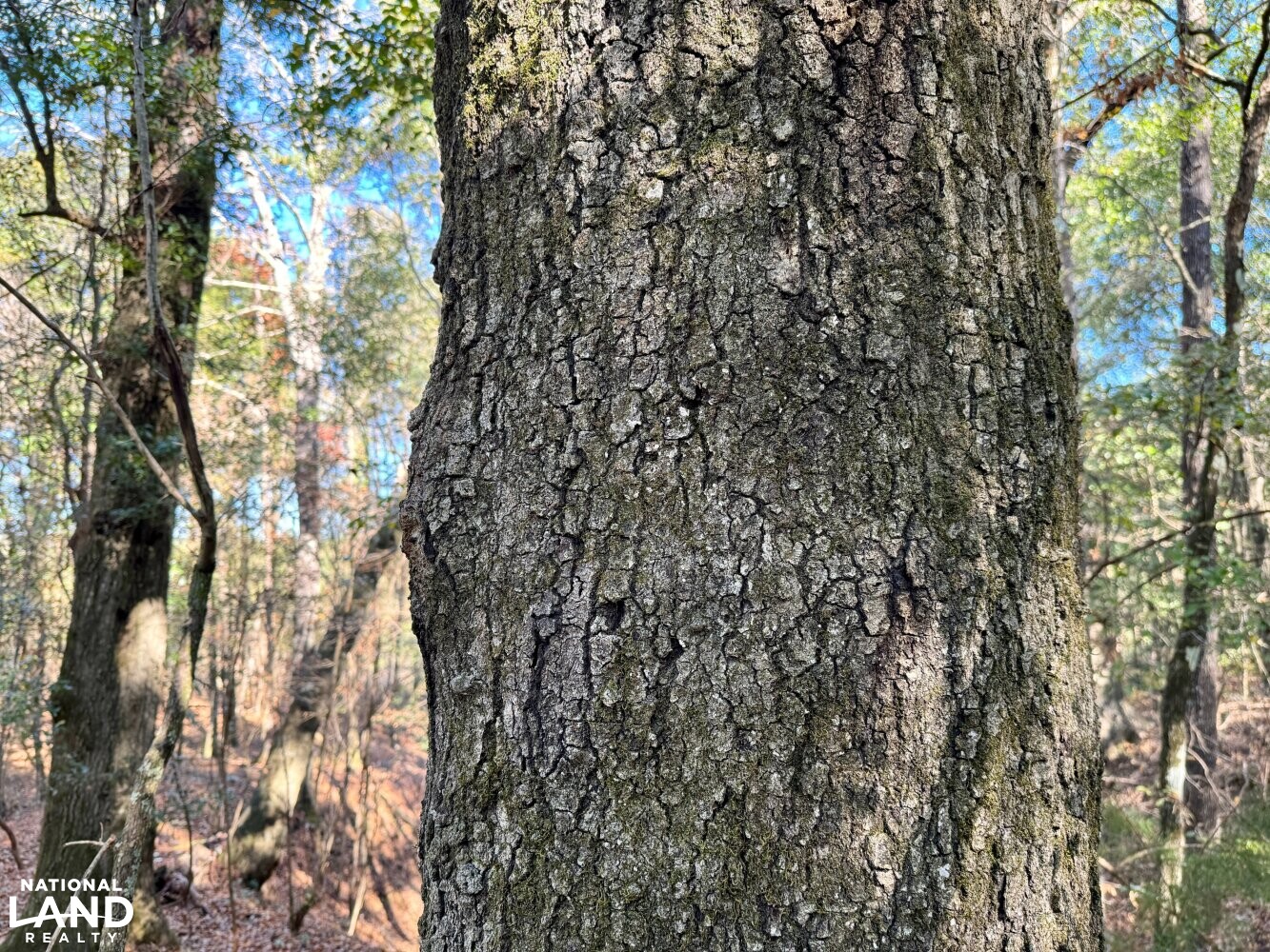 Peterman Hunting & Timber Retreat in Monroe County, Alabama (21 Photos