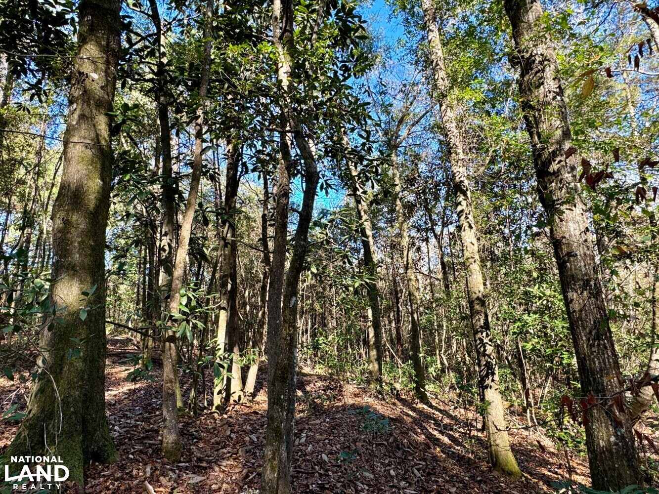 Peterman Hunting & Timber Retreat in Monroe County, Alabama (21 Photos