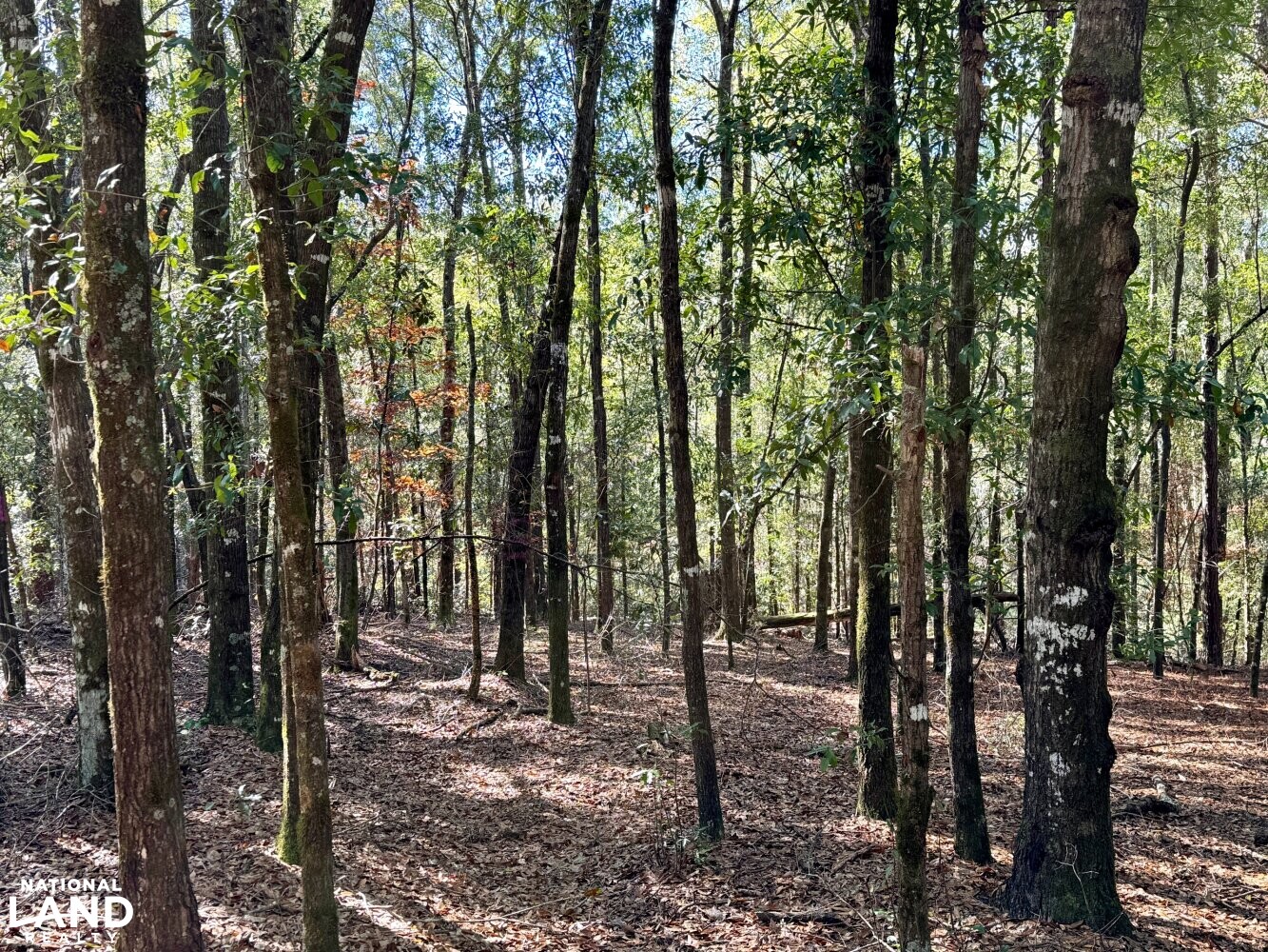 Peterman Hunting & Timber Retreat in Monroe County, Alabama (21 Photos) National Land Realty