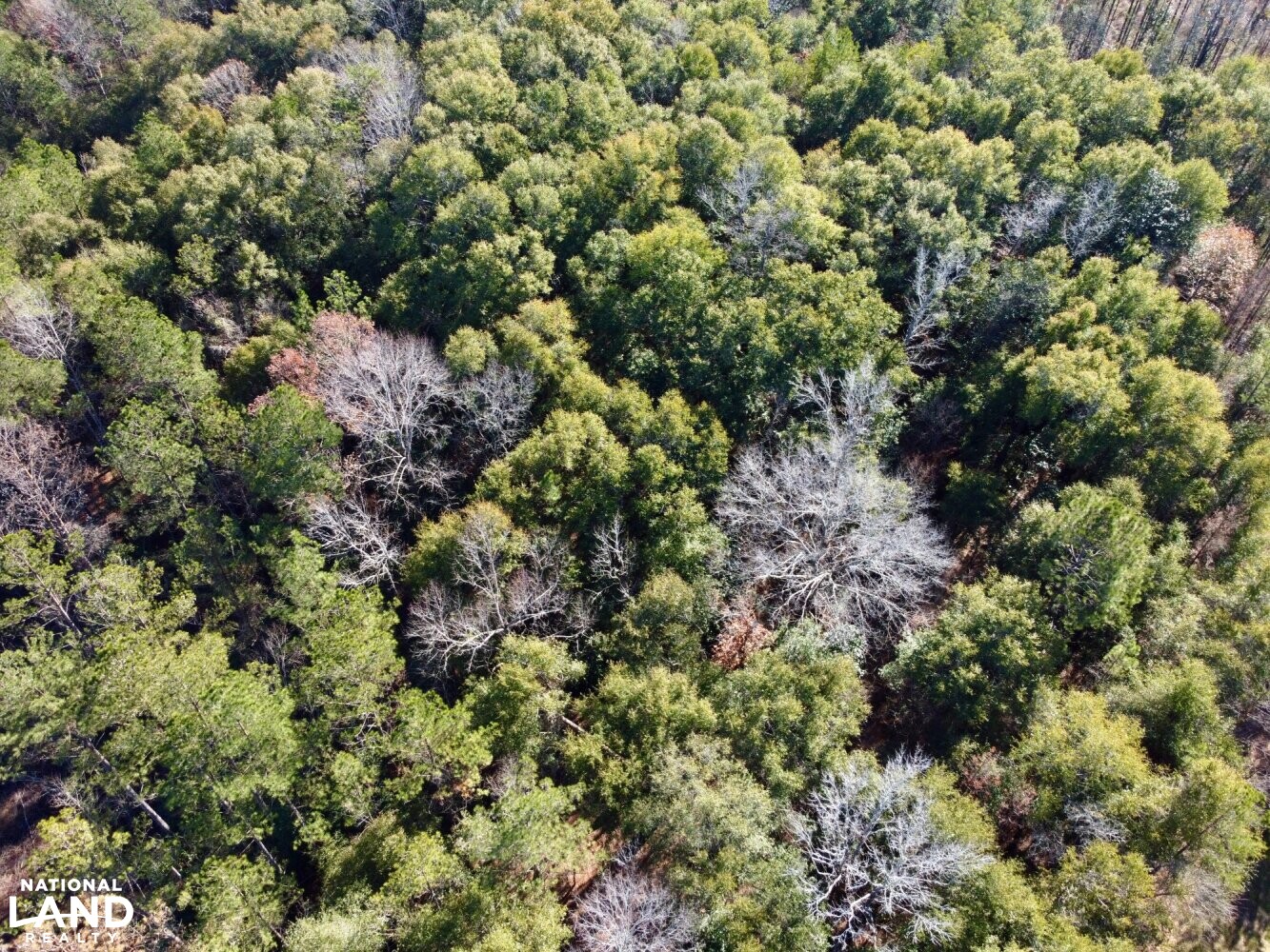 Peterman Hunting & Timber Retreat in Monroe County, Alabama (21 Photos