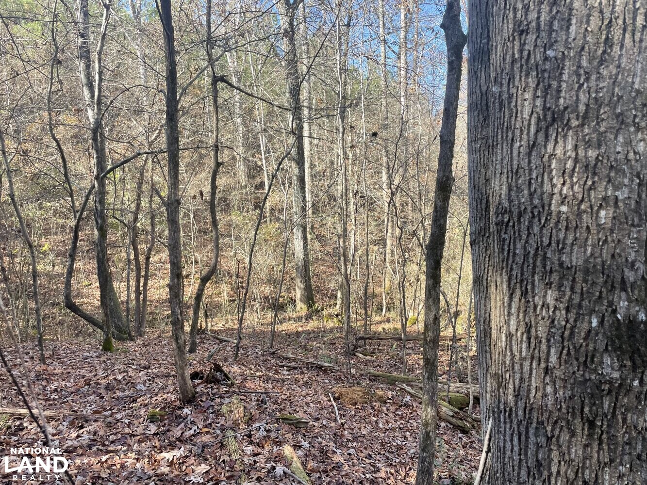 Brookside Recreational Tract in Marion County, Alabama (14 Photos) National Land Realty