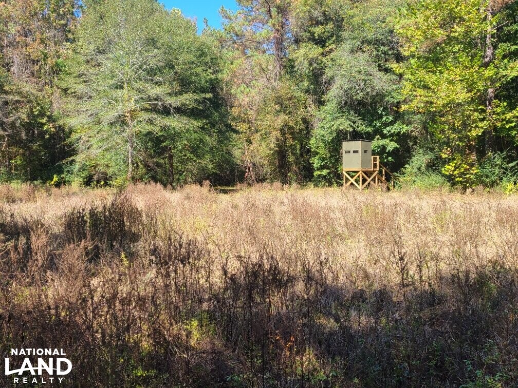 Investment & Hunting Land Only in Hale County, Alabama (27 Photos