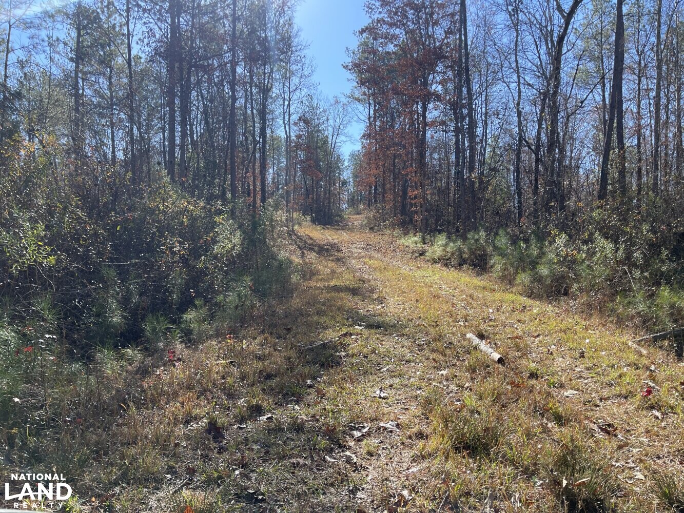 State Line Hunting and Timber Tract in Marion County, Alabama (35