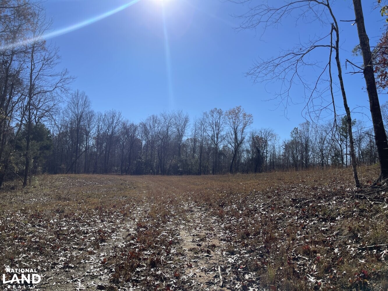 State Line Hunting and Timber Tract in Marion County, Alabama (35