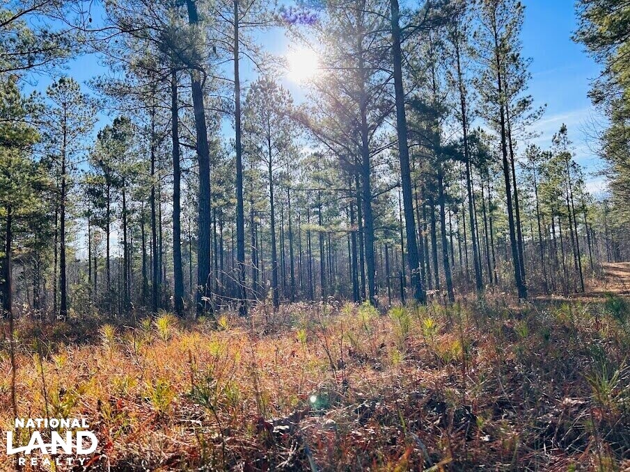 Acreage adjoining National Park in Cleburne County, Alabama (14 Photos