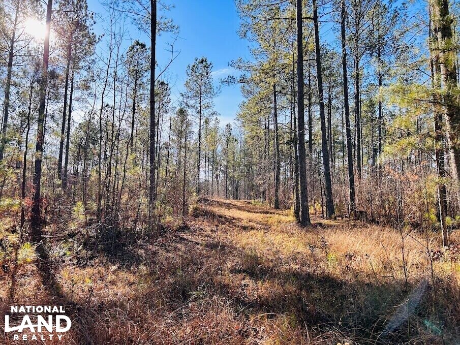 Acreage adjoining National Park in Cleburne County, Alabama (14 Photos) National Land Realty