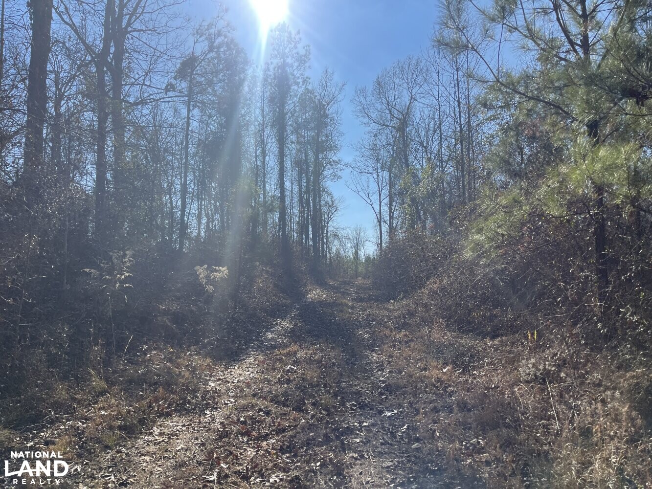 Benevola Hunting & Timber Investment Tract in Pickens County, Alabama