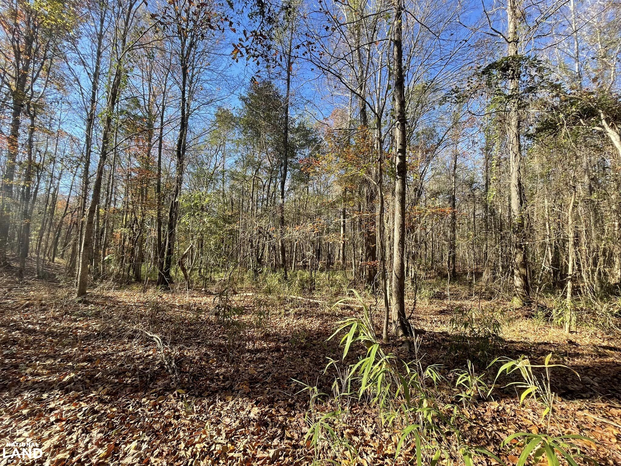 New Hope Rd. 50ac Hunting Recreational Tract in Bibb County, Alabama